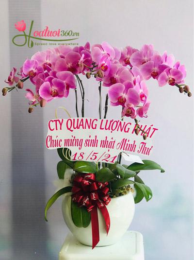 Chậu hoa lan hồ điệp hồng - Ngát hương