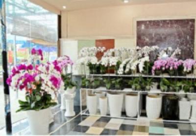 Cửa hàng Lan hồ điệp giá rẻ Quận Phú Nhuận