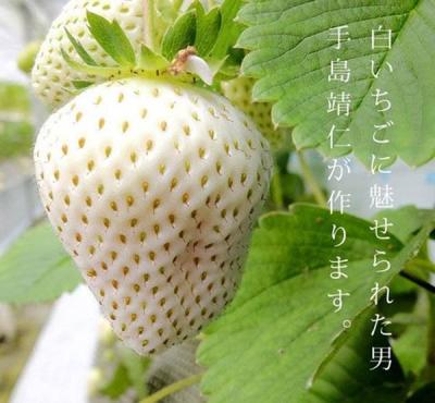 Trái cây đắt tiền - Top 6 loại trái cây đắt gây sốc của Nhật Bản