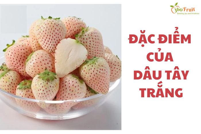 Đặc điểm của loài dâu quý hiếm 
