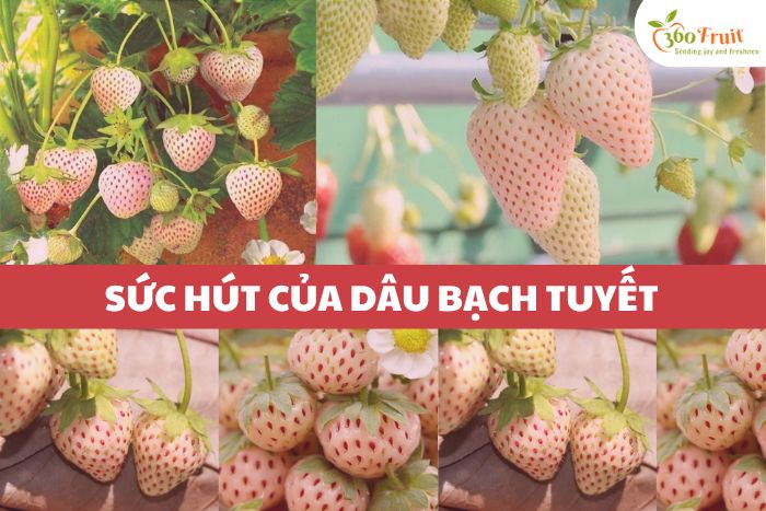 Sức hút của Dâu Bạch Tuyết 