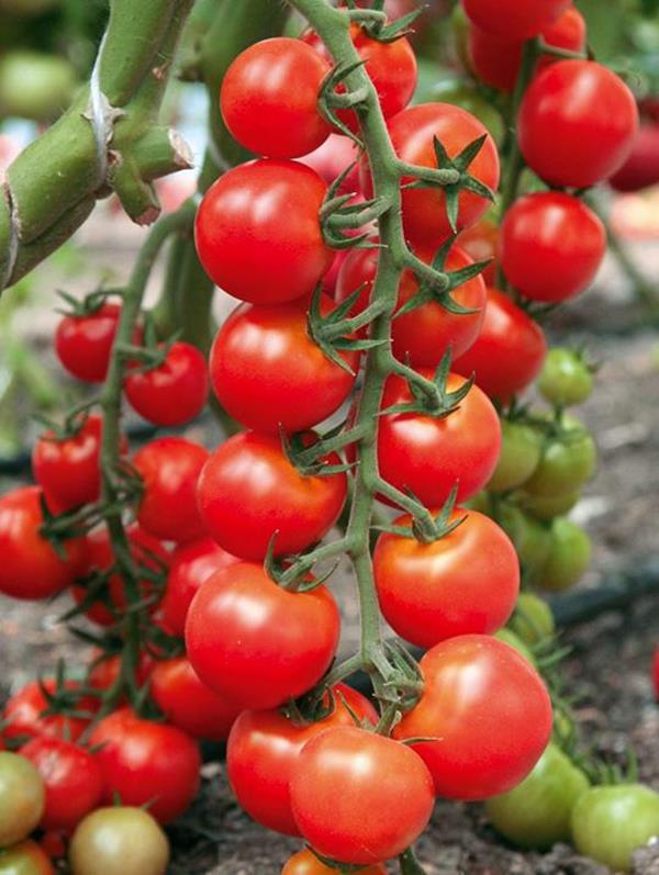 cách chọn và bảo quản cà chua bi