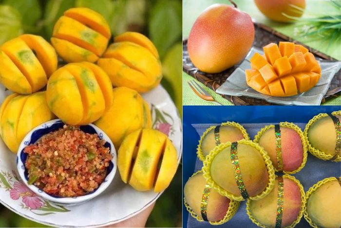 Các giống xoài táo phổ biến 