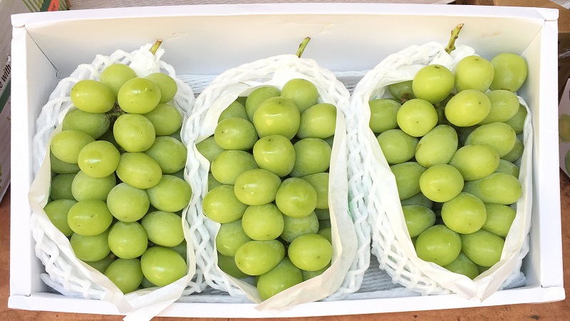 Những chùm nho Shine Muscat tươi mọng