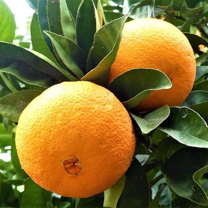 Nguồn gốc của cam Navel