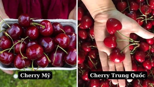 Phân biệt cherry Mỹ và cherry Trung Quốc