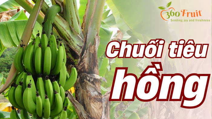 giống chuối tiêu hồng