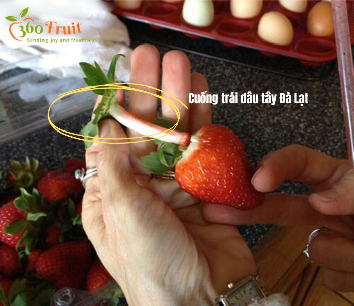 Cuống trái dâu tây tươi Đà Lạt