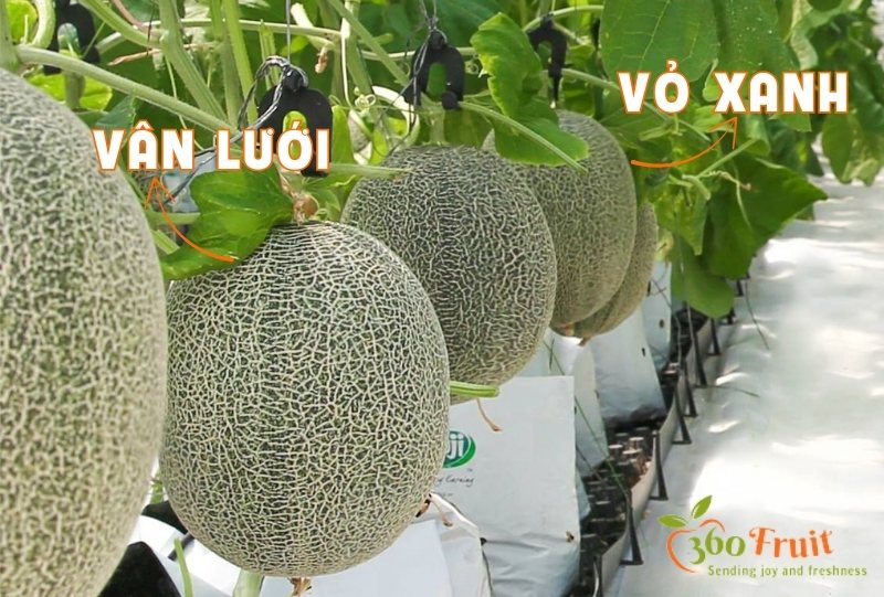 Đặc điểm dưa lưới giống Nhật 