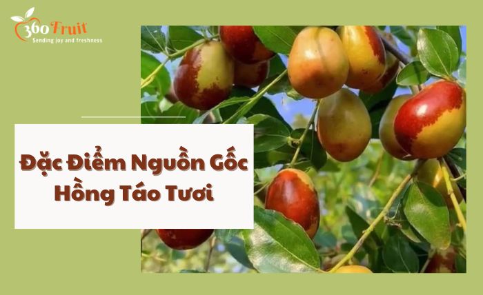 Đặc điểm nguồn gốc của Hồng táo tươi