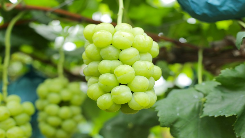 Những chùm nho Shine Muscat 