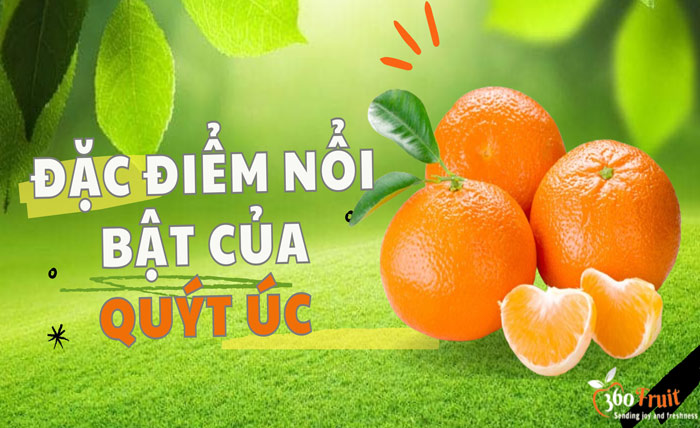 Đặc điểm nổi bật của quýt Úc