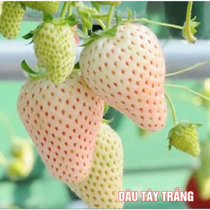 Dâu tây trắng trồng tại vườn dâu tây Đà Lạt
