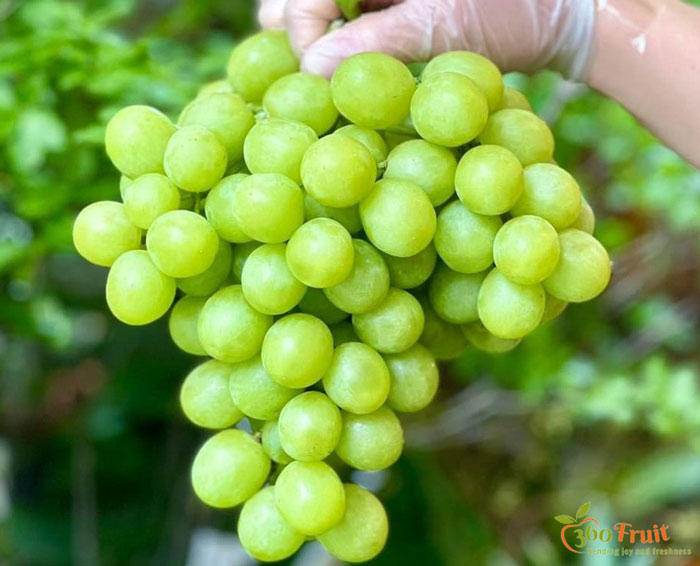 Giới thiệu nho xanh Peru