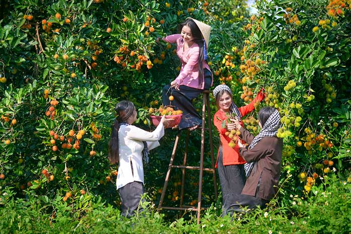 Thời điểm trái cây nhiệt đới đạt chất lượng để thu hoạch 