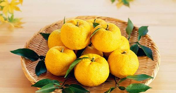 Quả Yuzu là một loại trái cây còn khá mới mẻ trên thị trường Việt Nam