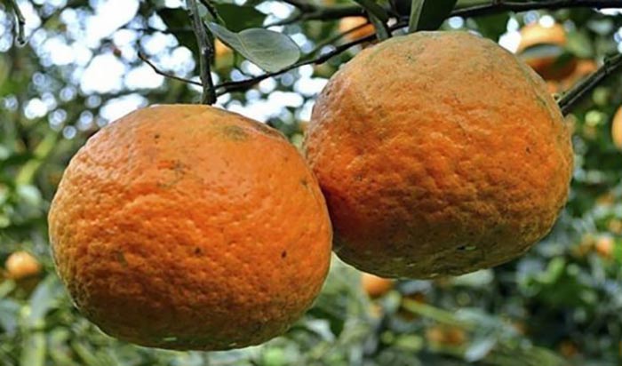 Quýt chum Hà Giang chín mọng, đặc sản vùng cao Đông Bắc