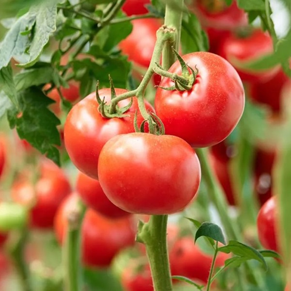 cà chua tốt cho sức khoẻ