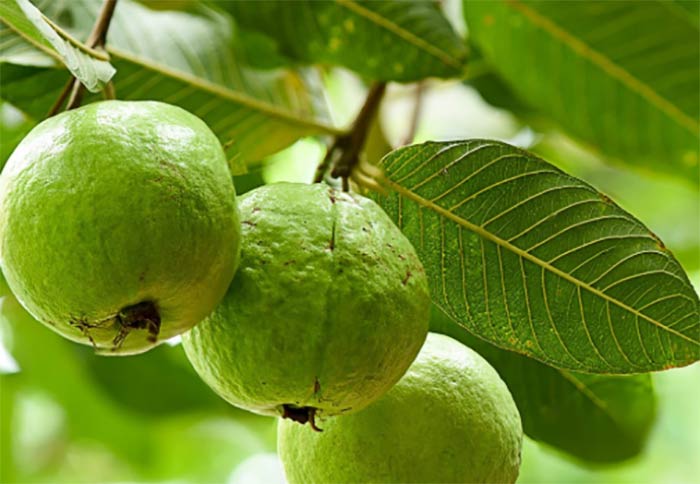 Ổi là một trong những loại trái cây nhiệt đới nên ăn 