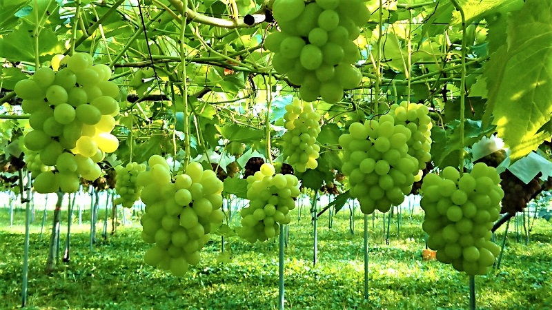 Vườn nho Shine Muscat