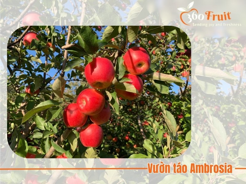 vườn táo ambrosia ở canada 