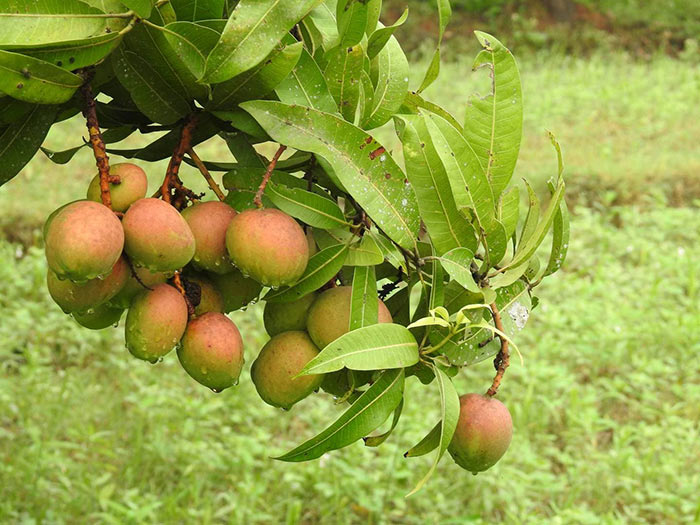 Xoài táo được trồng ở Kilugavalu, miền Nam Ấn Độ