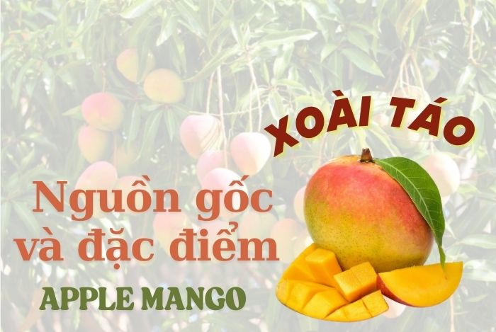 Hình ảnh xoài táo với màu vàng cam rực rỡ