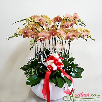 Chậu lan hồ điệp vàng cam mini chưng ngày tết vô cùng ý nghĩa