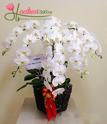 Chậu lan hồ điệp trắng chưng ngày tết