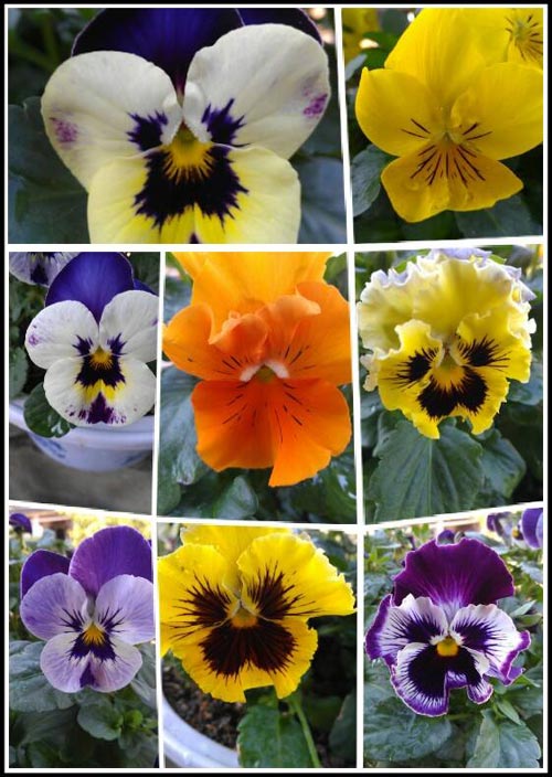 hoa pansy 2