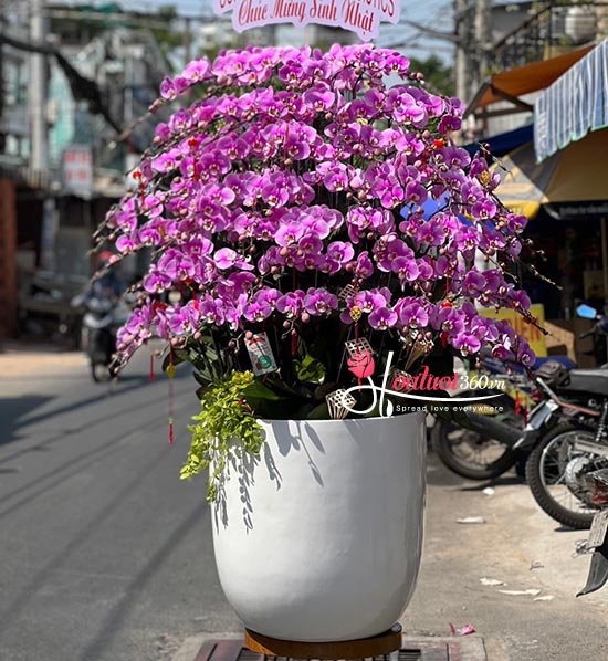 Chậu lan hồ điệp hồng - Lộc về tay