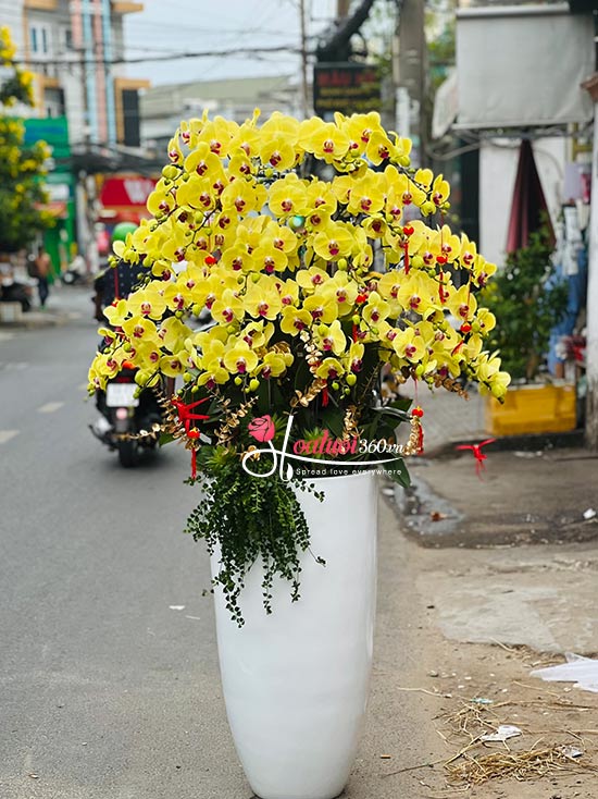 Chậu lan hồ điệp vàng - Hạnh phúc vạn gia