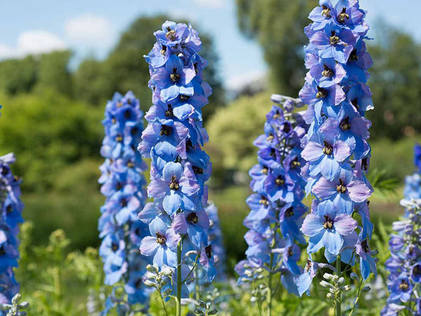  Hoa Phi Yến tên tiếng anh là Delphinium Ajacis