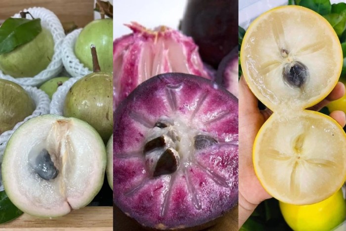các giống vú sữa được trồng tại Việt Nam