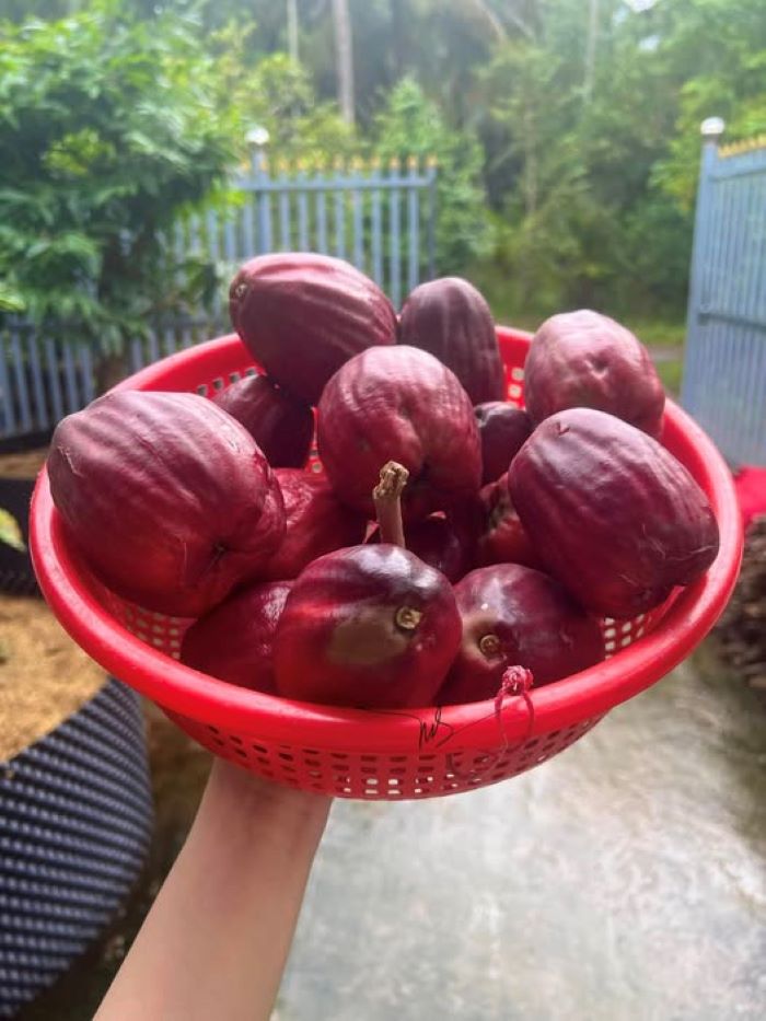 Thức quả giòn ngọt tự nhiên hàng hiếm - mận điều