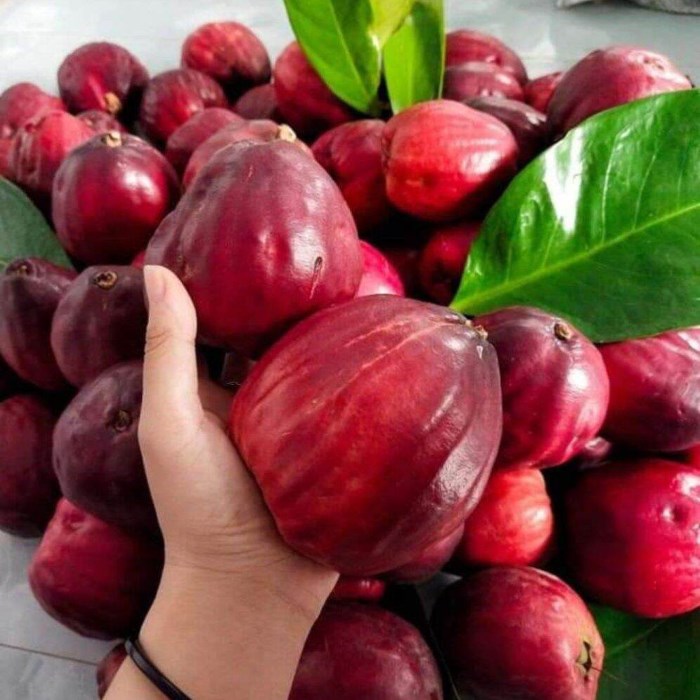 Kích thước mận điều đỏ so với bàn tay người lớn