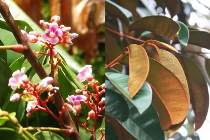Đặc điểm nhận biết cây vú sữa
