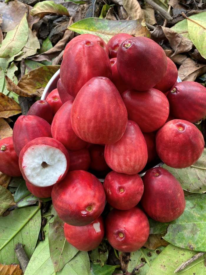 Mận điều đỏ - Trái cây đặc sản của người miền Tây