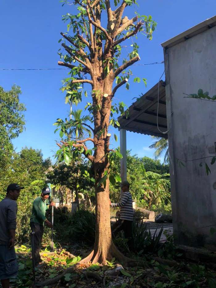 Cây mận điều với chiều cao khổng lồ tại Tiền Giang