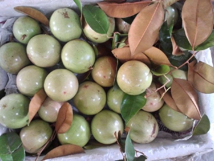 vú sữa tại Đồng bằng sông Cửu Long