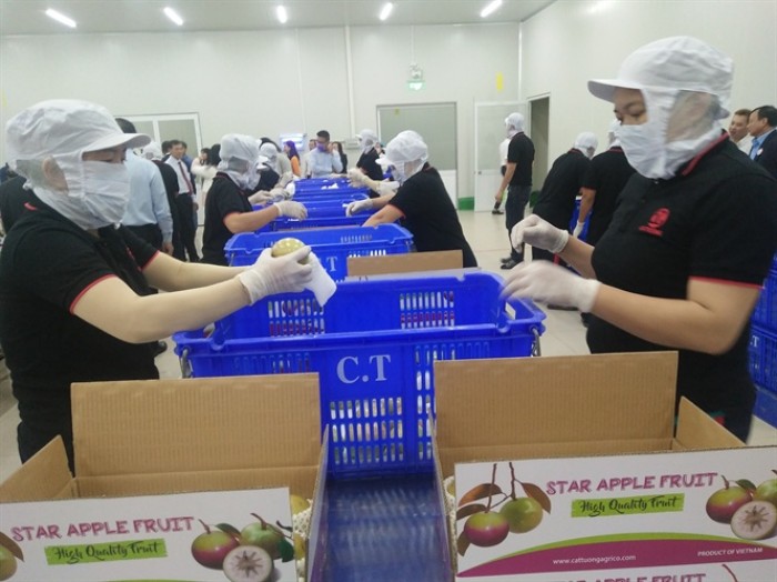 Vú sữa được đóng gói cẩn thận để xuất khẩu