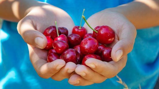 Tác dụng của quả anh đào và quả cherry