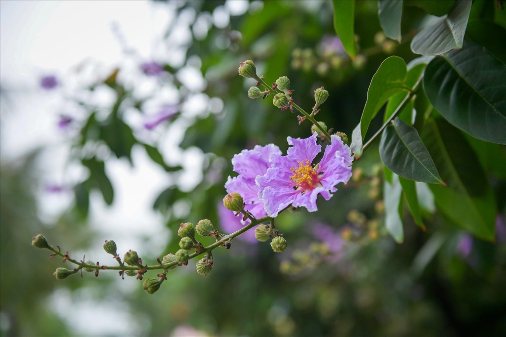 Phân biệt các loại hoa bằng lăng