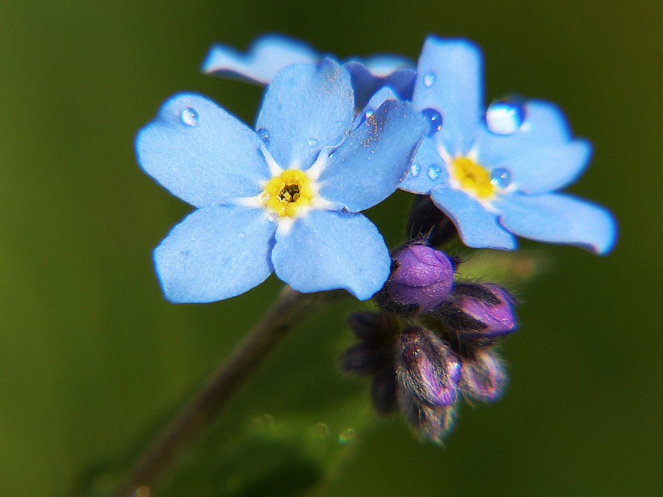 Hoa lưu ly - forget me not