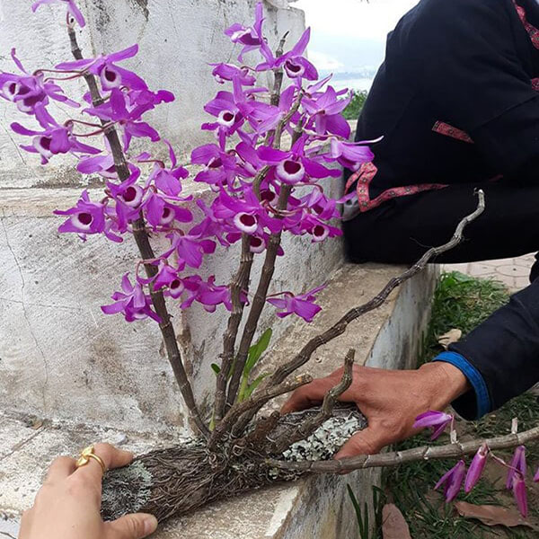 Lan rừng quý hiếm 