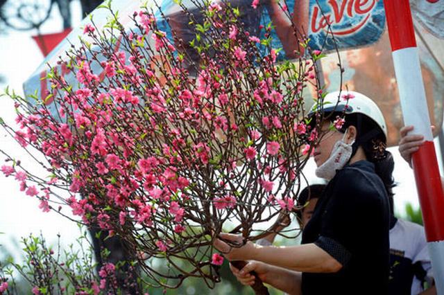 cành đào đỏ hồng tươi thắm được lựa chọn trong ngày tết