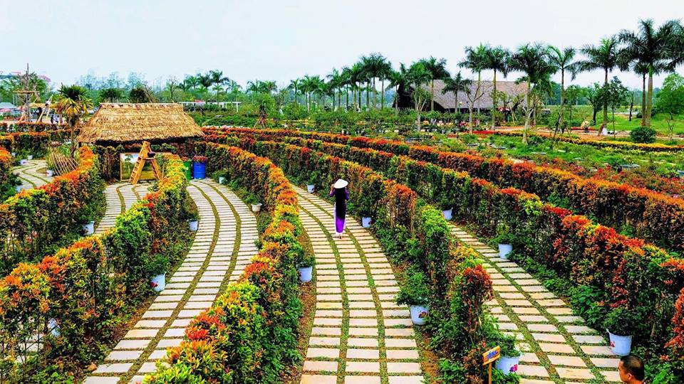 Cây hồng lộc - mang lộc lá đến cho mọi nhà