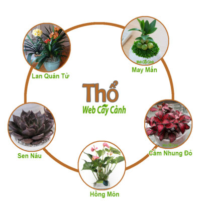 cây trồng trong nhà tốt nhất theo phong thủy