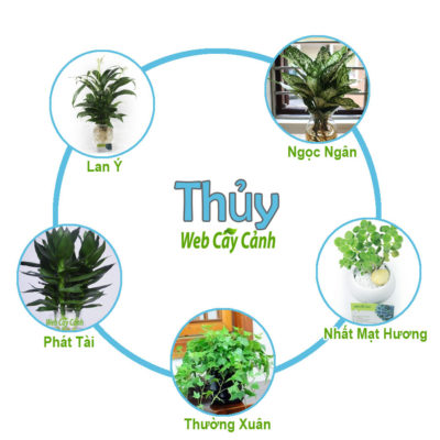 cây trồng trong nhà tốt nhất