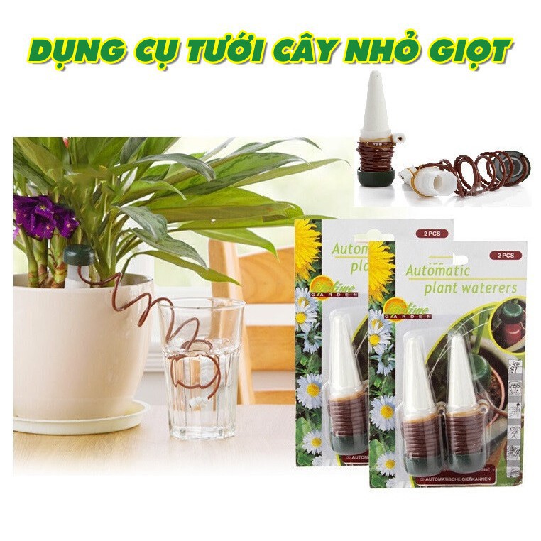 chăm sóc cây phong thủy tại nhà